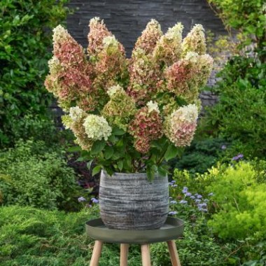 hydrangea_paniculata_couhabis_pbr_ruby_hobbit_393_1 (2)